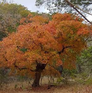 Meet your Posher, Deanna